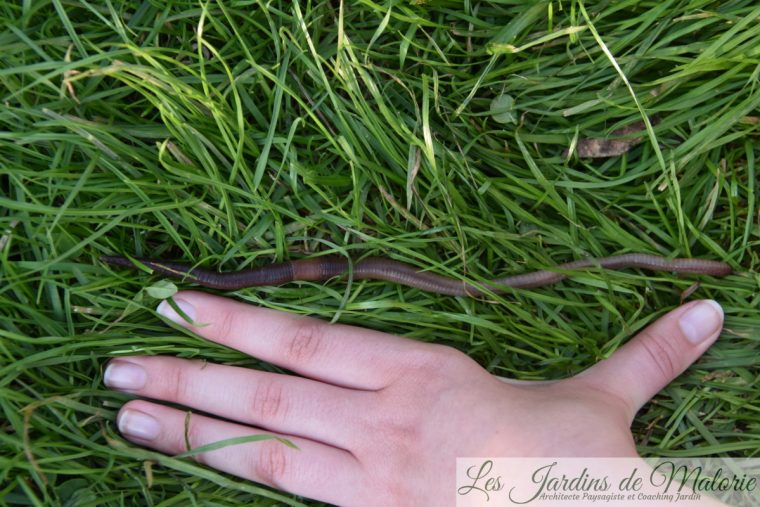 acheter des vers de terre pour le jardin