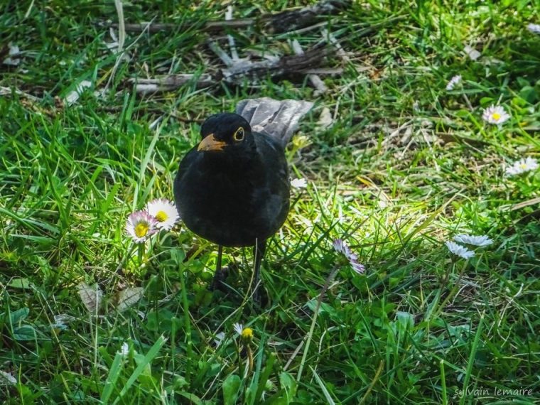 comment eloigner les merles du jardin