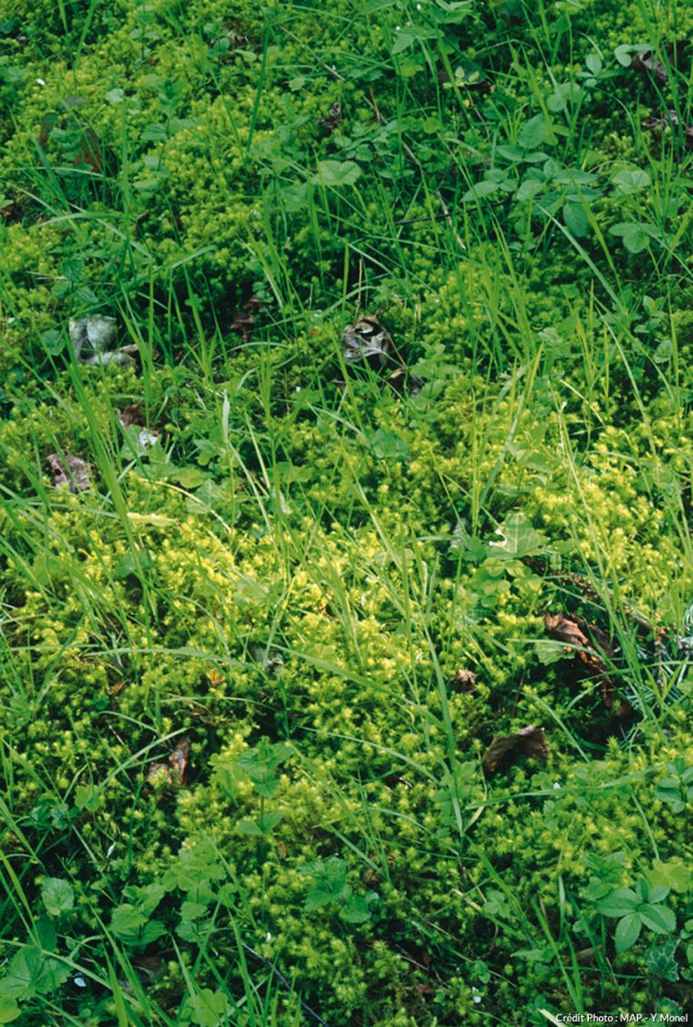 mousse dans le jardin