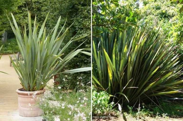 plantes exotiques au jardin