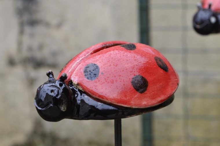 vente de coccinelle pour jardin