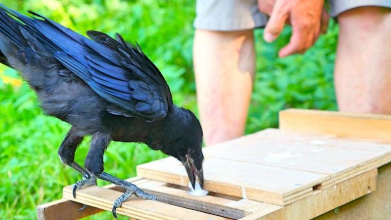 comment chasser les corbeaux de son jardin