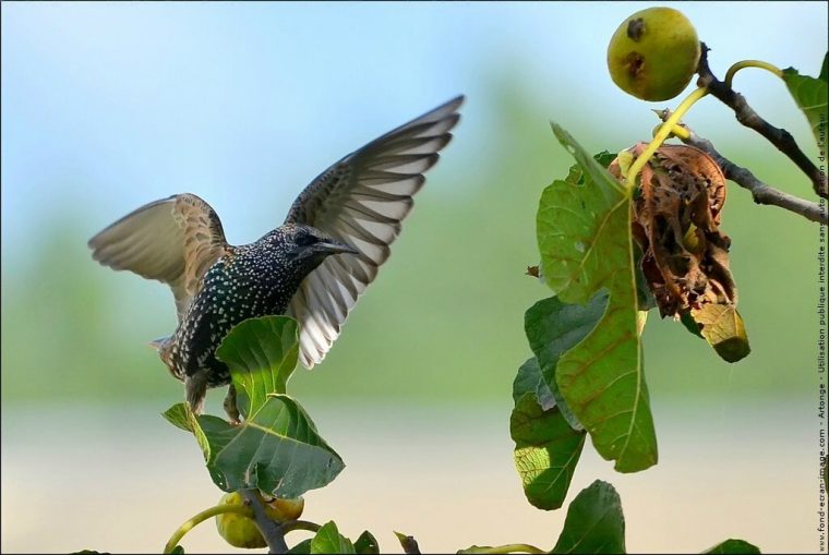 etourneaux dans mon jardin