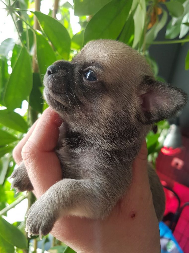 au jardin d'eden chiot