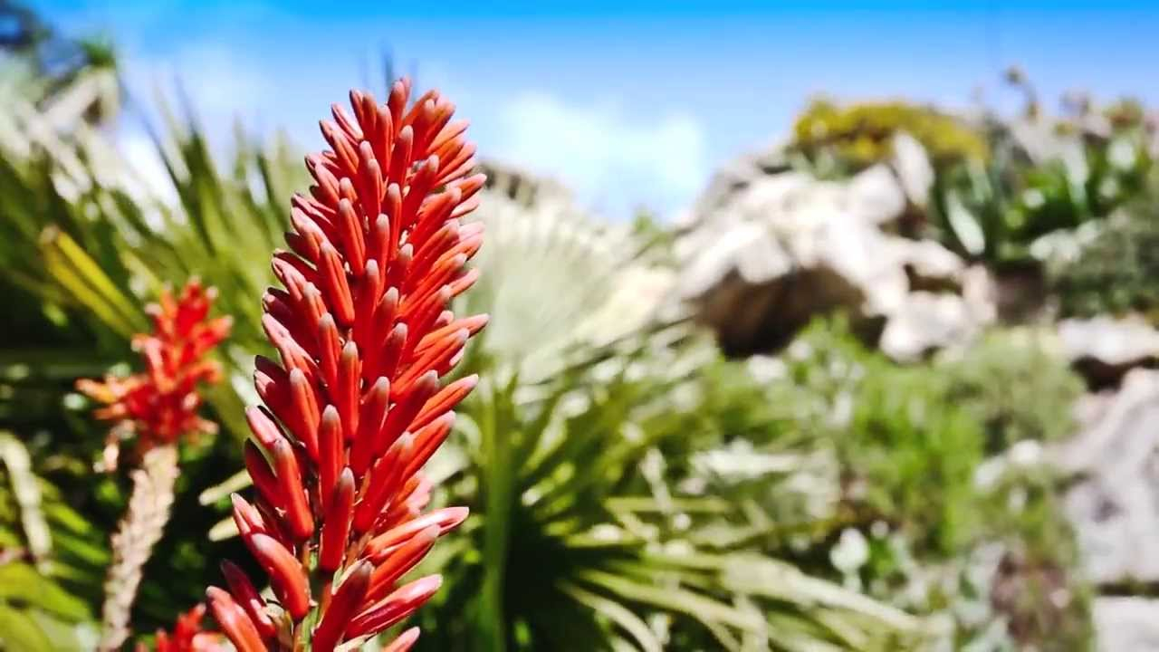 CrÃ©ation De Jardin Jardin Exotique Roscoff Vidéo D Un Jardin Remarquable