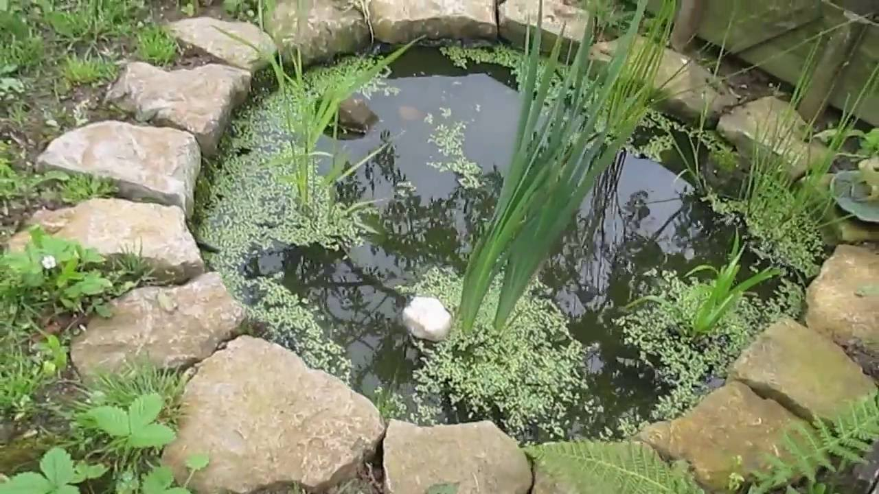 Creer Un Petit Jardin Petit Bassin De Jardin Avec Petites Bêtes D Eau Douce