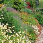 Jardin Japonais Plantes Couvre sol Couvre sol Vivaces Et Plantes Alpines Pour Jardin En
