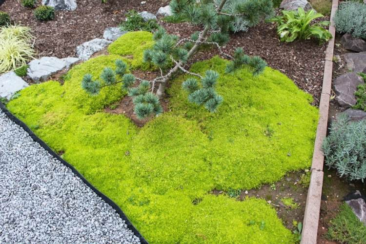 Jardin Japonais Plantes Couvre sol Création De Jardin De Style asiatique Ou Campagnard