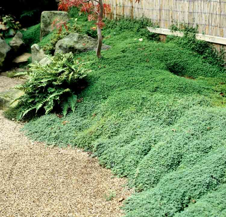 Jardin Japonais Plantes Couvre sol Jardins Japonais Idées D Aménagement Conseils Précieux