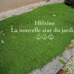 Jardin Japonais Plantes Couvre sol L Helxine Couvre sol Pour Jardin Tendance Rose Philange