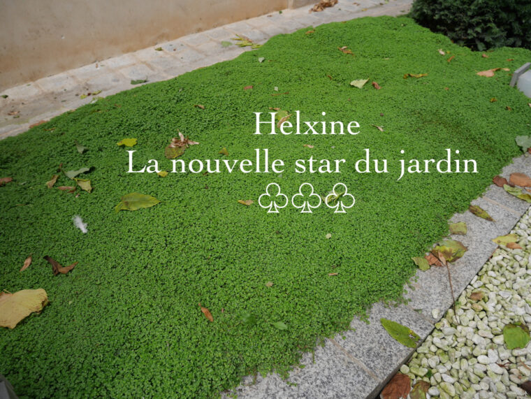 Jardin Japonais Plantes Couvre sol L Helxine Couvre sol Pour Jardin Tendance Rose Philange