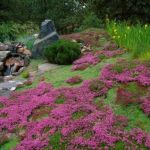 Jardin Japonais Plantes Couvre sol Ment Avoir Un Joli Jardin En Pente Jolies Idées En