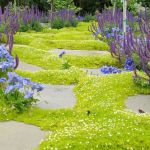 Jardin Japonais Plantes Couvre sol Sagina Subulata Aurea Jardin Japonais