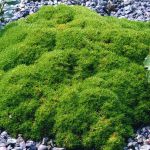 Jardin Japonais Plantes Couvre sol Scleranthus Uniflorus Planter Et Entretenir – Ooreka