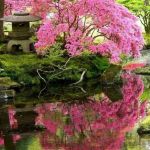 Modele De Jardin Japonais Modèles Du Jardin Japonais Rien N Est Plus Exotique