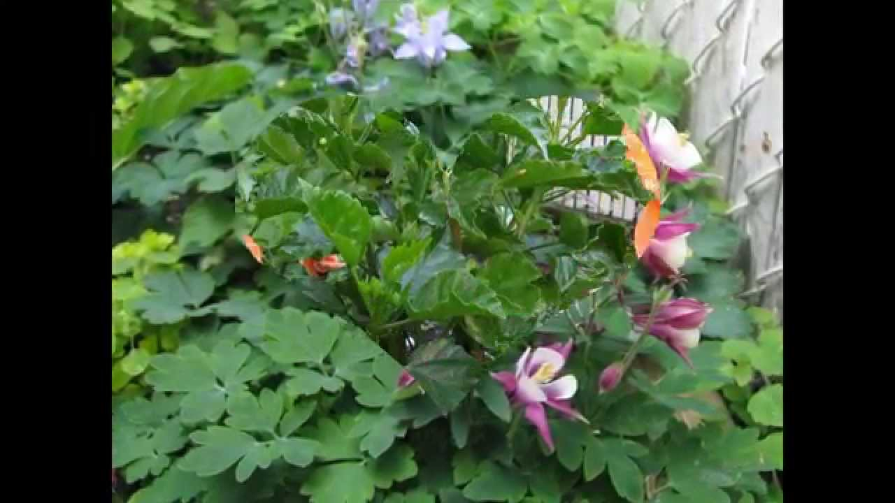 Petit Jardin Fleuri Aperçu De Mon Petit Jardin Fleuri En Ville