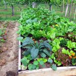 Plan De Jardin Potager How to Plan A Ve Able Garden the Unlimited Guide for