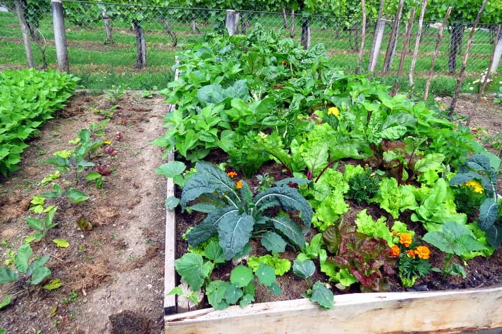 Plan De Jardin Potager How to Plan A Ve Able Garden the Unlimited Guide for