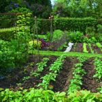 Plan De Jardin Potager Les Bonnes Quantités à Cultiver Au Potager