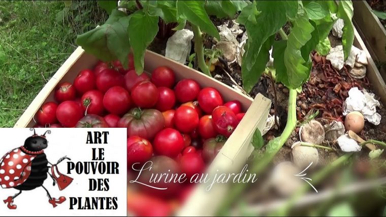 comment conserver l'urine pour le jardin