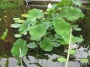 10 Graines De Lotus Sacre Nelumbo Nucifera Rose Jardin ... destiné Plante Bassin De Jardin