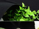 12/18 Cepler Bitki Yetiştirme Çantası Dikey Yatay Yeşil Asılı Duvar Bahçe  Fide Bitki Büyümek Çanta Ekici Siyah pour Salon De Jardin Discount
