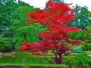 Acer Japonicum | Arbres - Trees | Jardins, Arbres Pour Petit ... intérieur Arbre Pour Petit Jardin