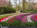 Colorful Flowers Keukenhof Garden Lisse Holland Netherlands ... destiné Jardin De Keukenhof