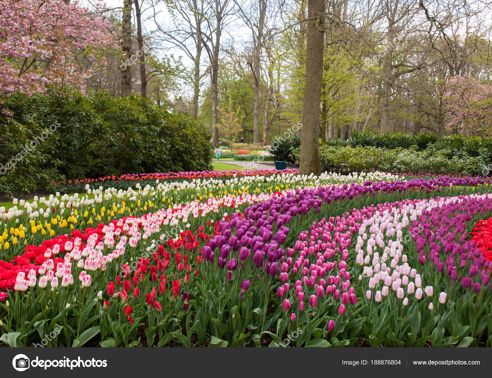 Colorful Flowers Keukenhof Garden Lisse Holland Netherlands ... destiné Jardin De Keukenhof