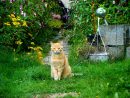 ▷ 7 Astuces Pour Éloigner Les Chats De Son Jardin Et De Son ... encequiconcerne Repousse Chat Jardin