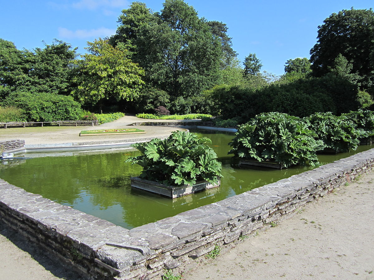 File:jardin Des Plantes D'avranches - Bassin Des Gunneras ... intérieur Plante Bassin De Jardin