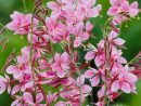 Fleur Vivace : Conseils De Plantation à Arbre Pour Petit Jardin