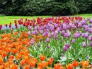 Jardín De Keukenhof | Cuidar De Tus Plantas Es Facilisimo ... pour Jardin De Keukenhof