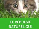 Le Répulsif Naturel Qui Marche Pour Faire Fuir Les Chats Du ... serapportantà Repousse Chat Jardin