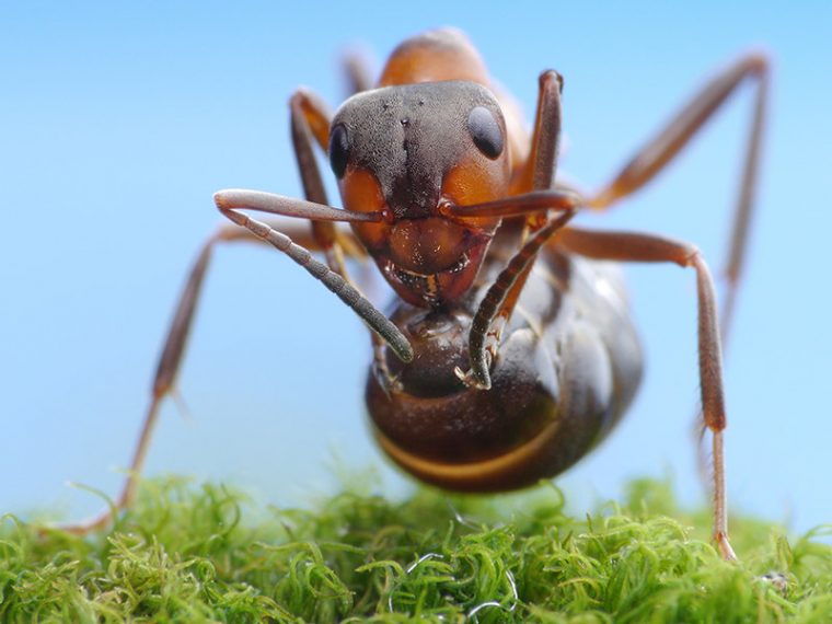 comment eliminer les fourmis dans le jardin