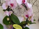 Phalaenopsis Sur Arceau | Plantes Que J'aime / Plants I Love avec Arceau Jardin