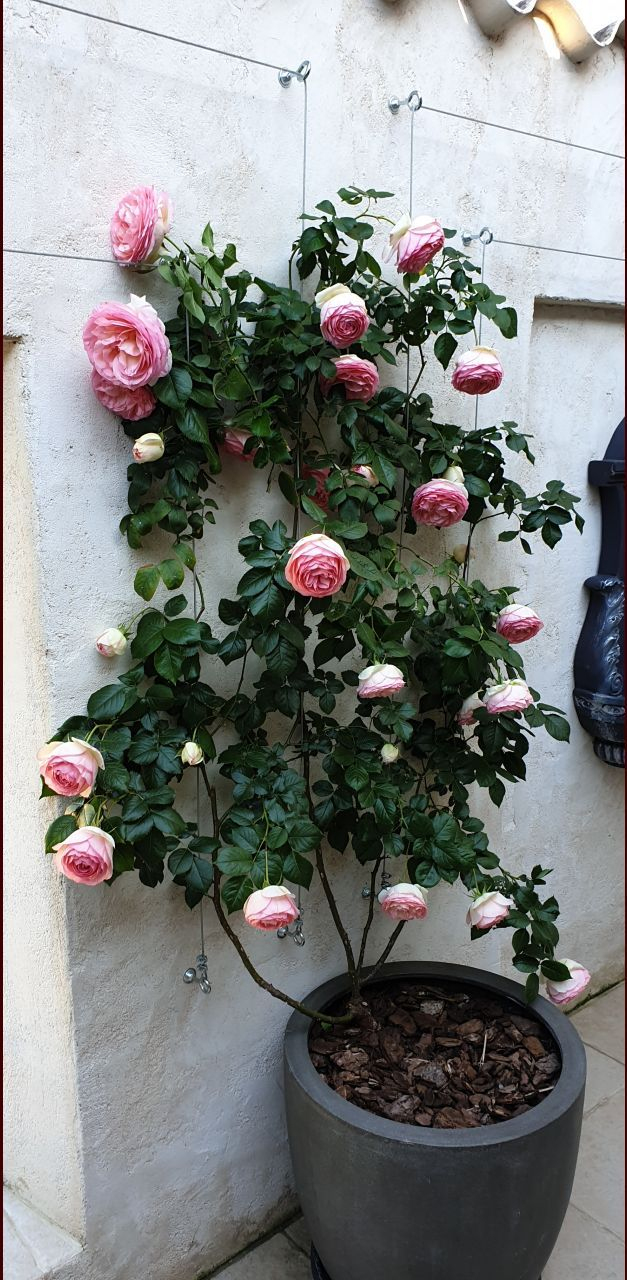 Pierre De Ronsard En Fleur... | Garden Design, Cool Plants ... intérieur Salon De Jardin En Pierre