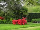 Plantes De Terre De Bruyère : Conseils Pour Bien Réussir Ses ... tout Exemple D Aménagement De Jardin