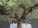 Un #olivier Entouré De Galets Pour Votre #jardin #galet ... pour Jardin Avec Galets Blancs