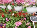 Vente Fleurs Et Plantes À Villefranche-Sur-Saône - Les ... dedans Serre De Jardin D Occasion