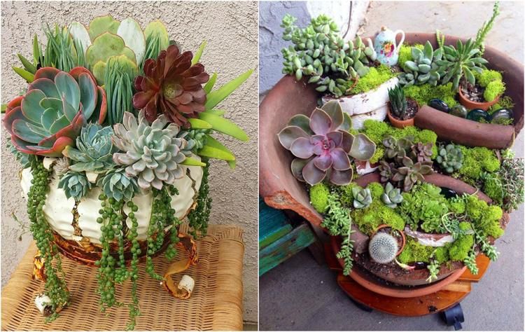 jardiniere de plante grasse