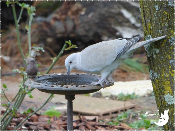 tourterelle dans mon jardin