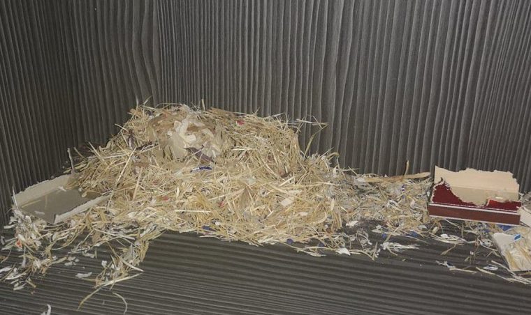 nid de souris dans le jardin