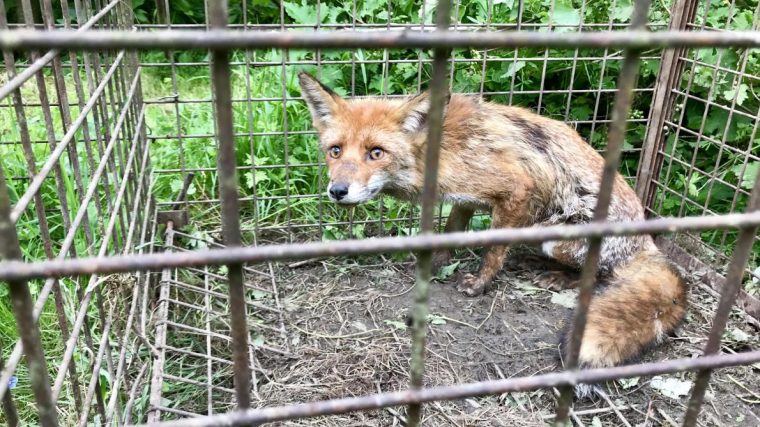 comment eloigner un renard de son jardin
