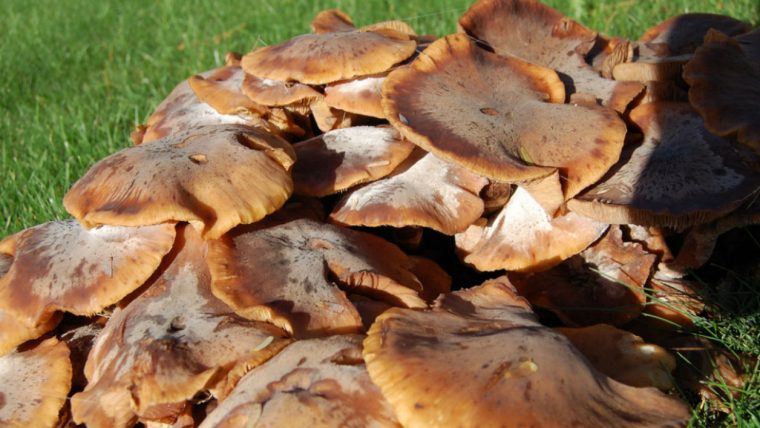 champignon dans le jardin