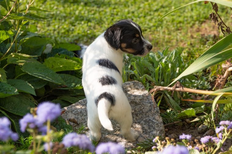 chien pour petit jardin