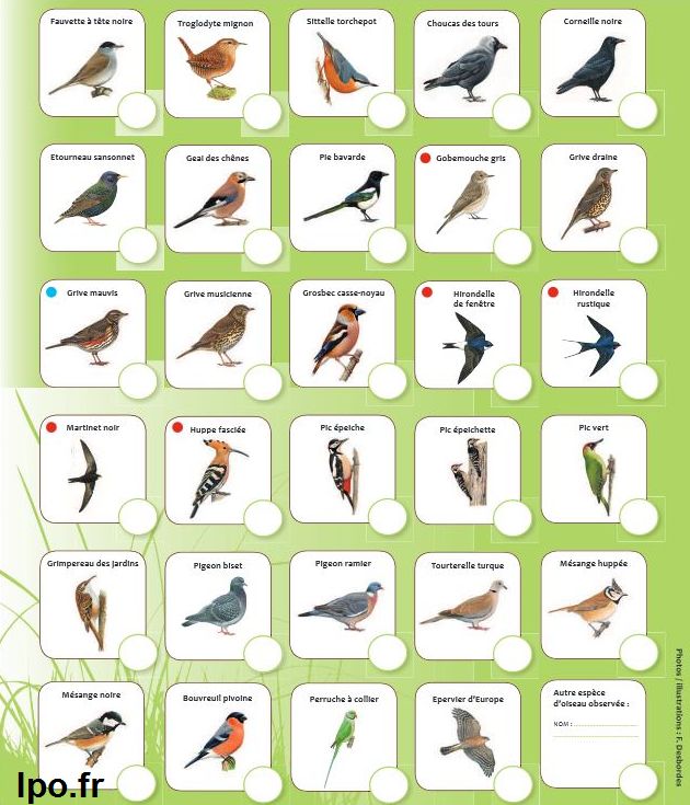affiche oiseaux des jardins