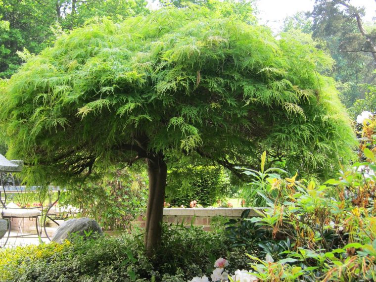 Arbre, Conseils De Plantation - La Terre Est Un Jardin avec Jardin Arbre