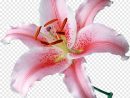 Desktop Lilium 'stargazer' Flower Graphy #2193312 - Png ... pour Pngfuel