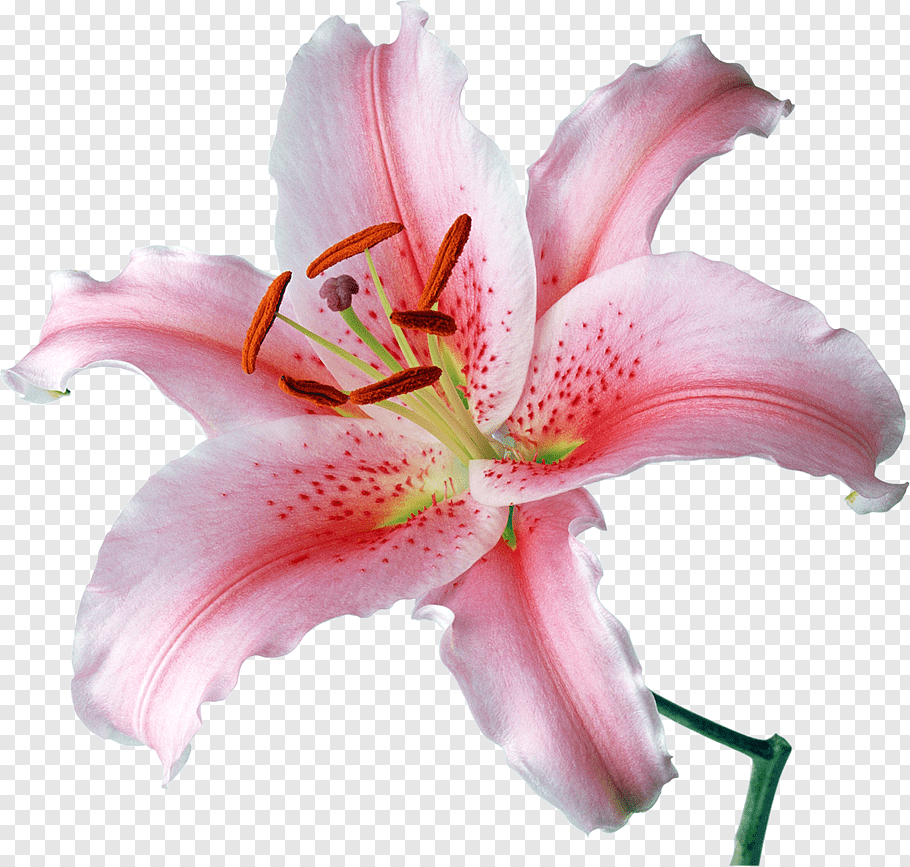 Desktop Lilium 'stargazer' Flower Graphy #2193312 - Png ... pour Pngfuel